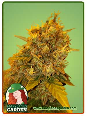 Tutankhamon Autoflowering