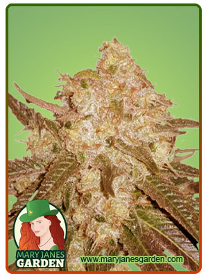 Venice OG Fast Version