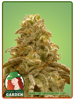 Watermelon OG Autoflowering