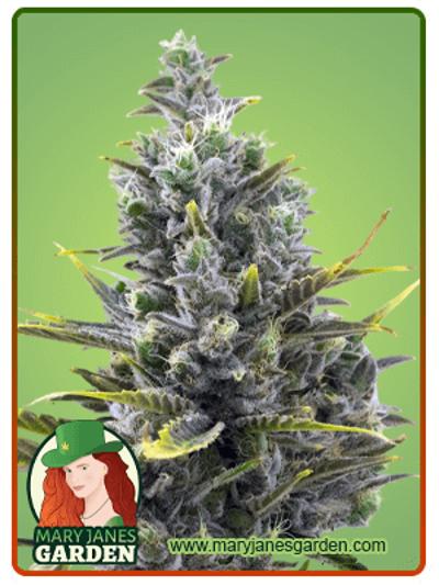 Wedding Cake Autoflowering