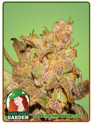 Wembley Autoflowering