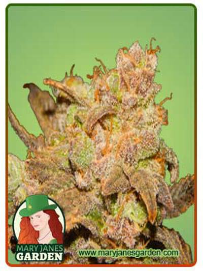 Wembley Autoflowering