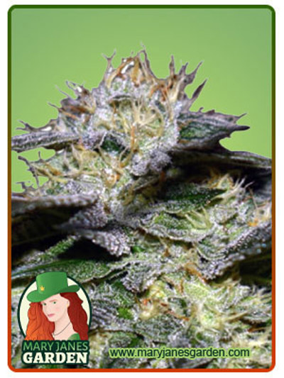 White Fire OG Fast Version