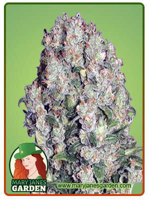 White Russian Fast Version