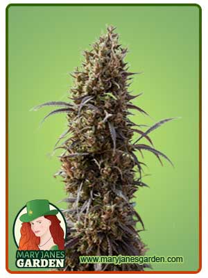 White Strawberry Skunk