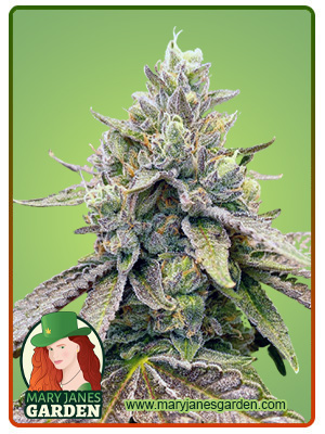 Zkitllez Autoflowering