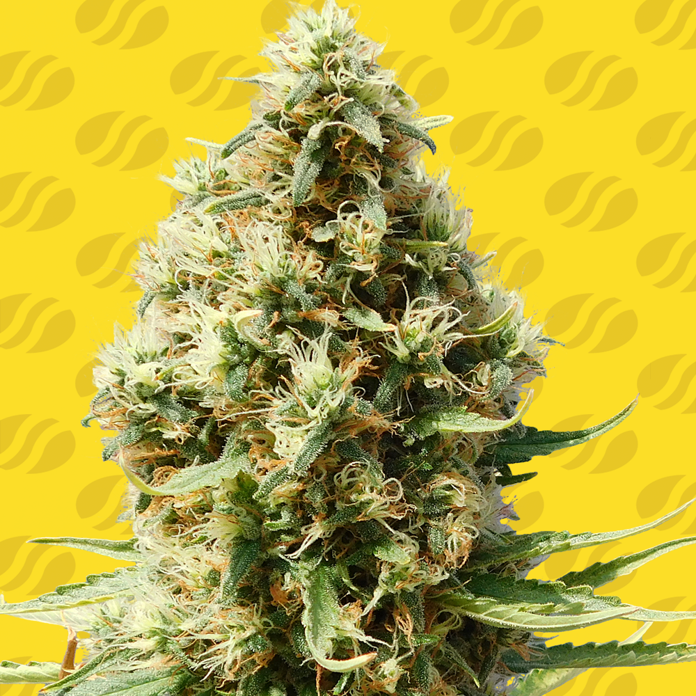 frosted-guava-auto-image