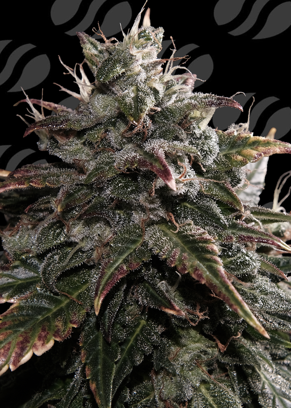 papaya-stank-image
