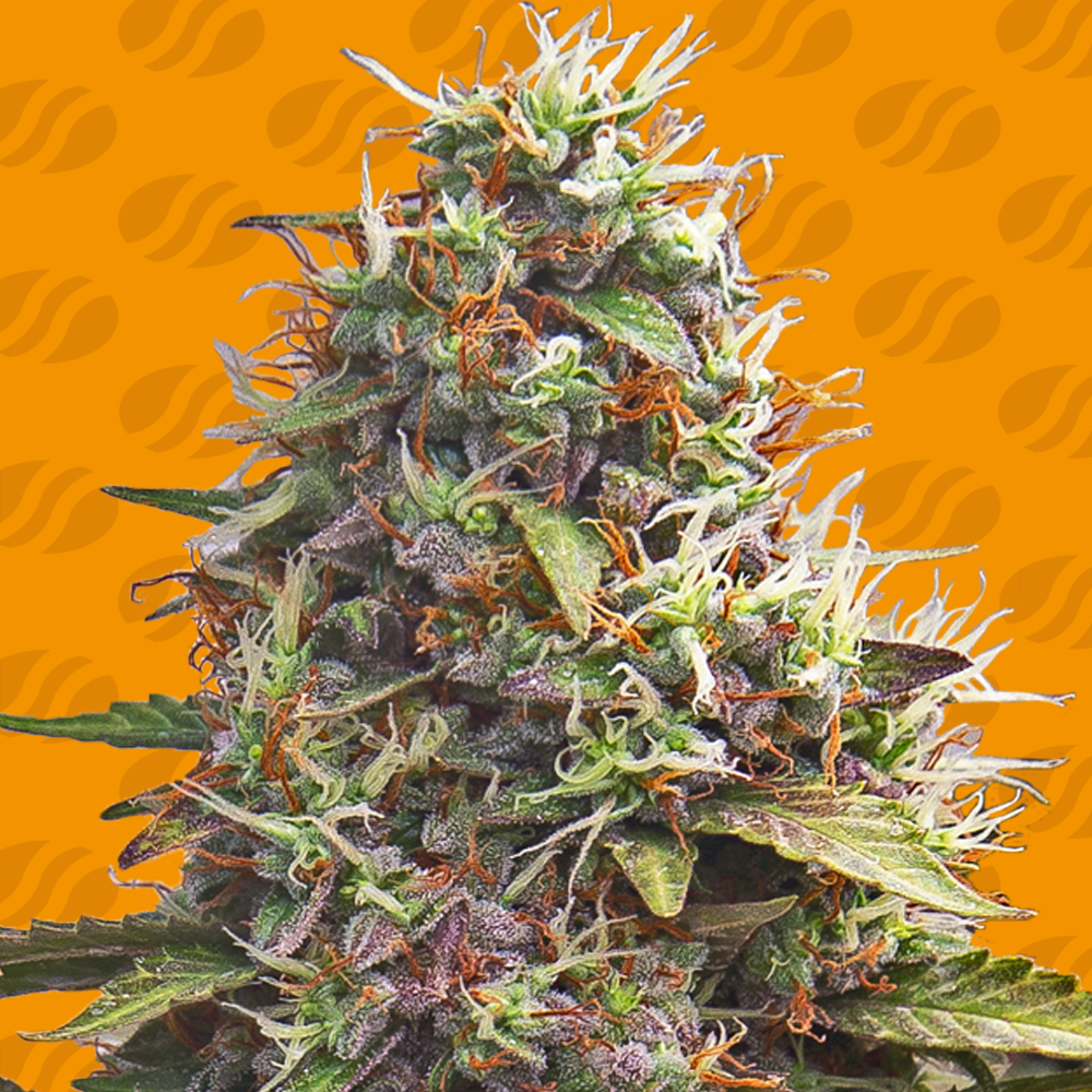 pellezino-cookies-image