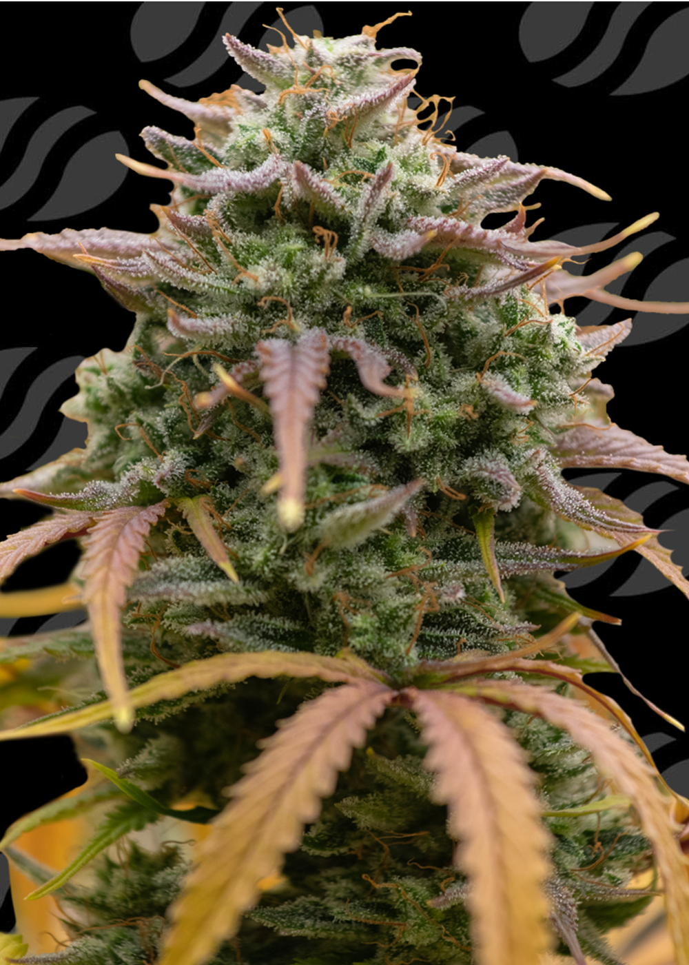 pineapple-pulse-auto-image
