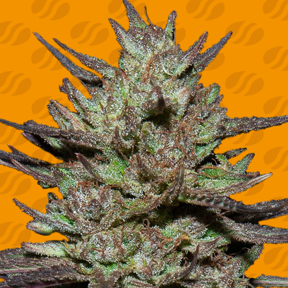 pink-rozay-image