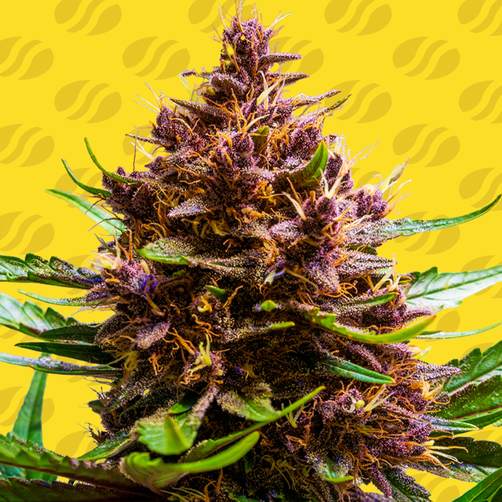 pink-rozay-x-strawberry-banana-auto-image