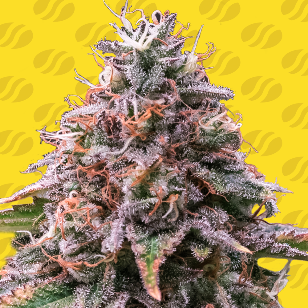 strawberry-pie-auto-image