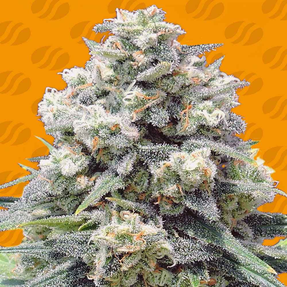 white-widow-image