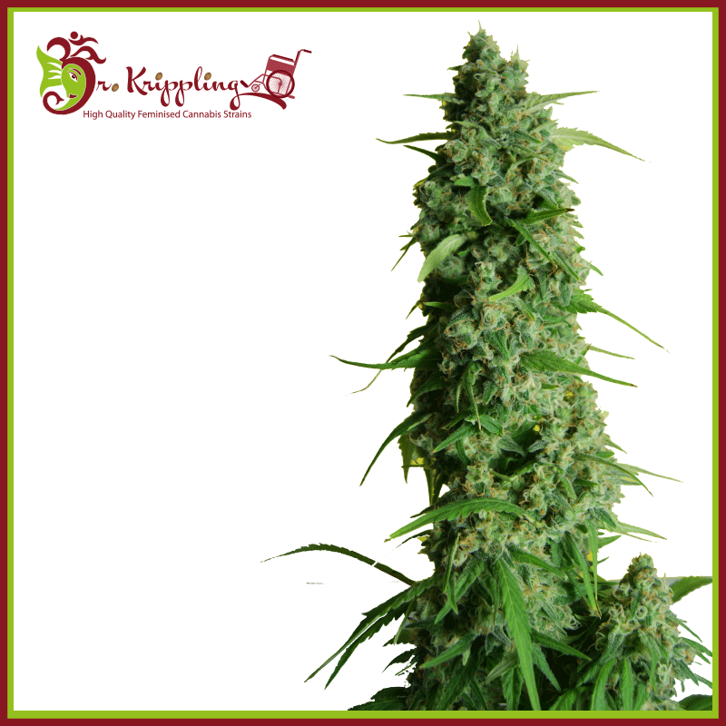 guys-girl-scout-cookie-glue-image