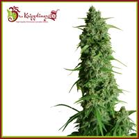 Guys Girl Scout Cookie Glue