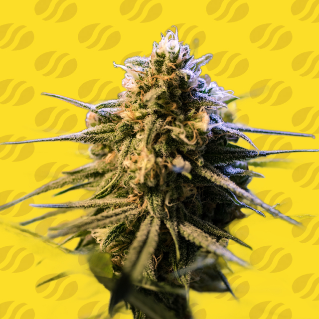 Auto Orange Gorilla XL