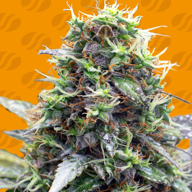 sherbet-moonrocks-image