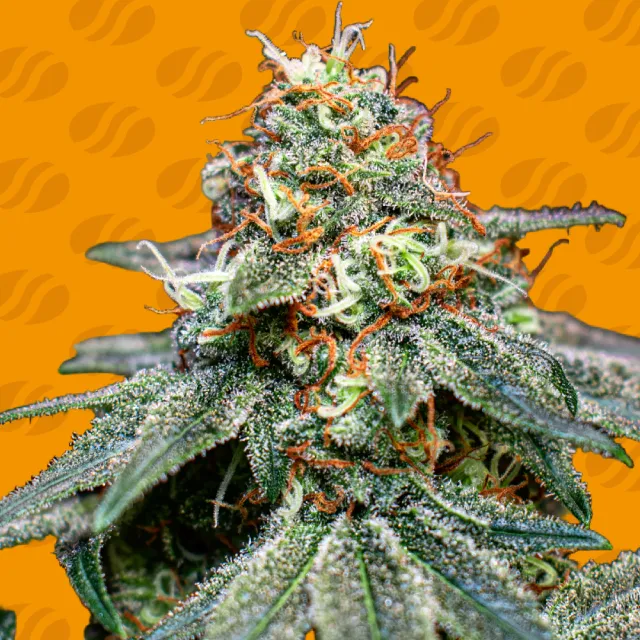 banana-cream-og-image