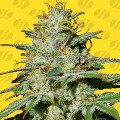 Jungle Lava Auto