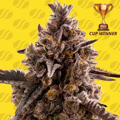 Black Orchid Auto