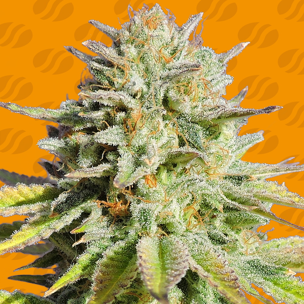 gg-4-glue-image