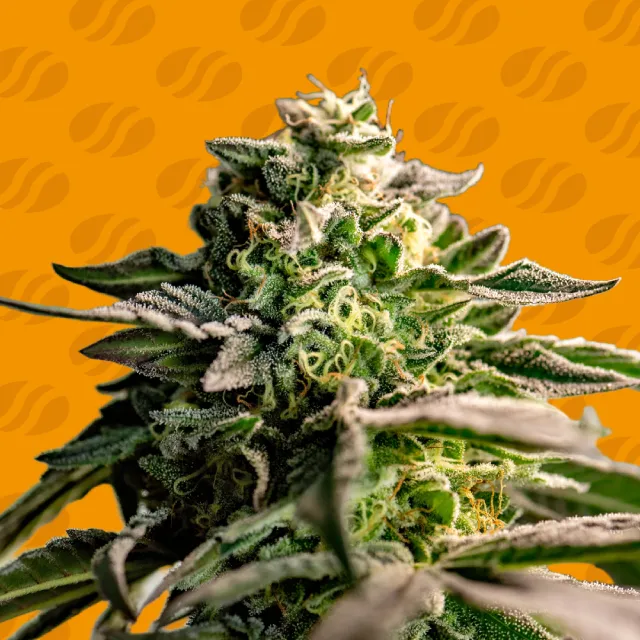 mango-crack-image