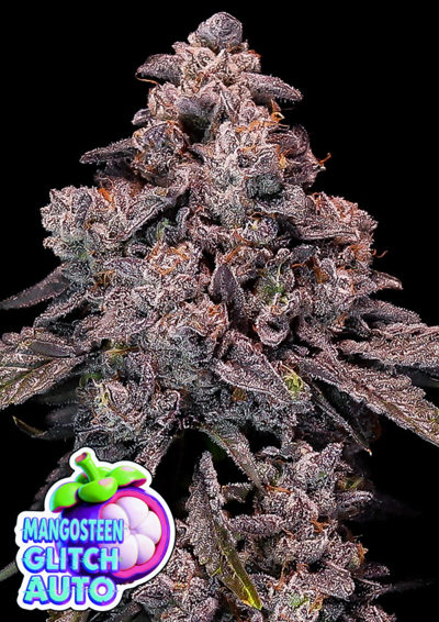 Mangosteen Glitch Auto