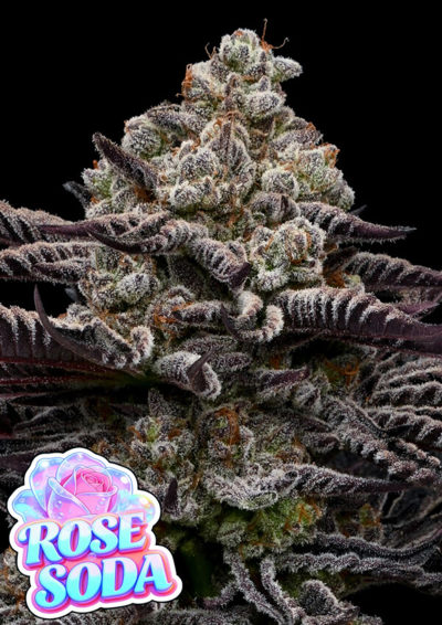 Rose Soda