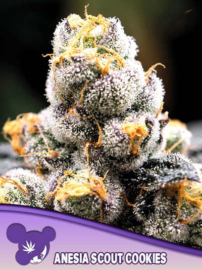 Scout Cookies