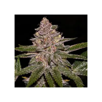 RADICAL JUICE AUTO