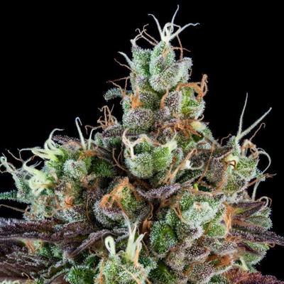 SOUR