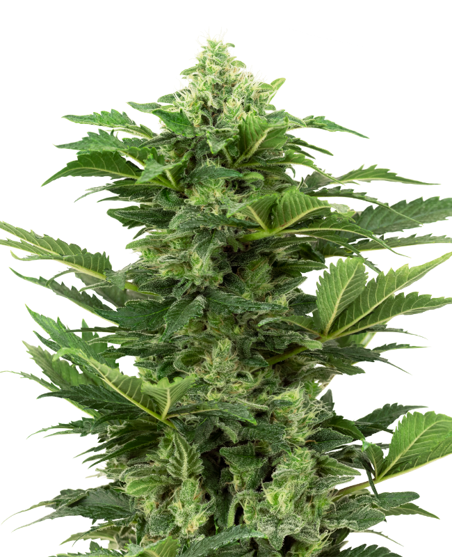afghan-pearl-cbd-automatic-image
