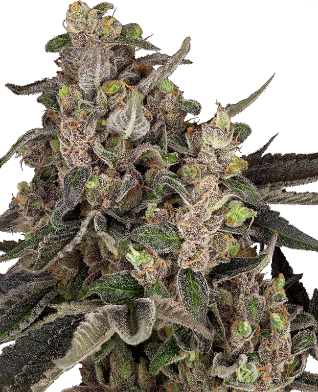 bahama-mama-automatic-image