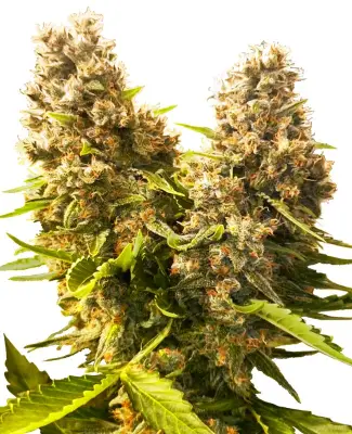 Banana Kush Cake Automatic