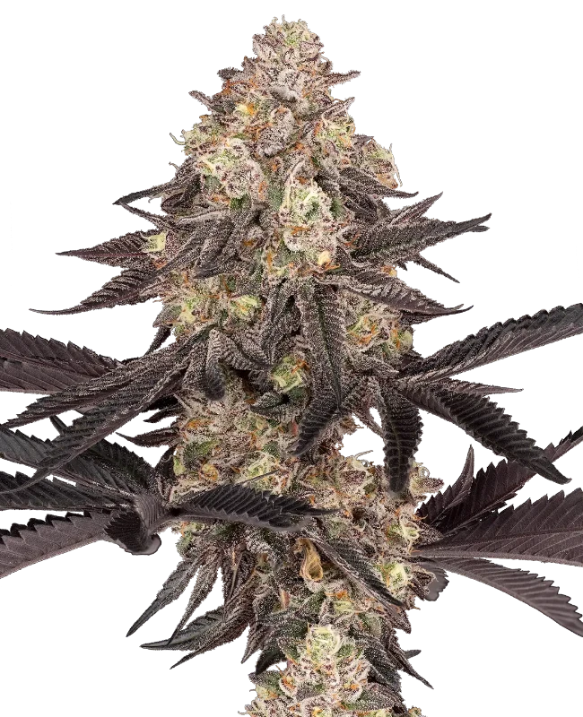 black-cherry-reserve-image