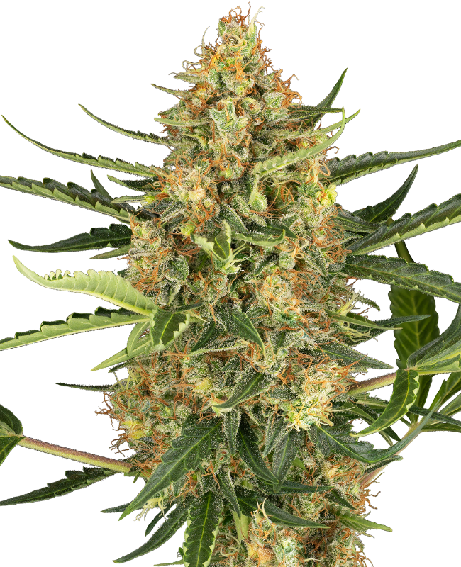 blueberry-bubblegum-automatic-image