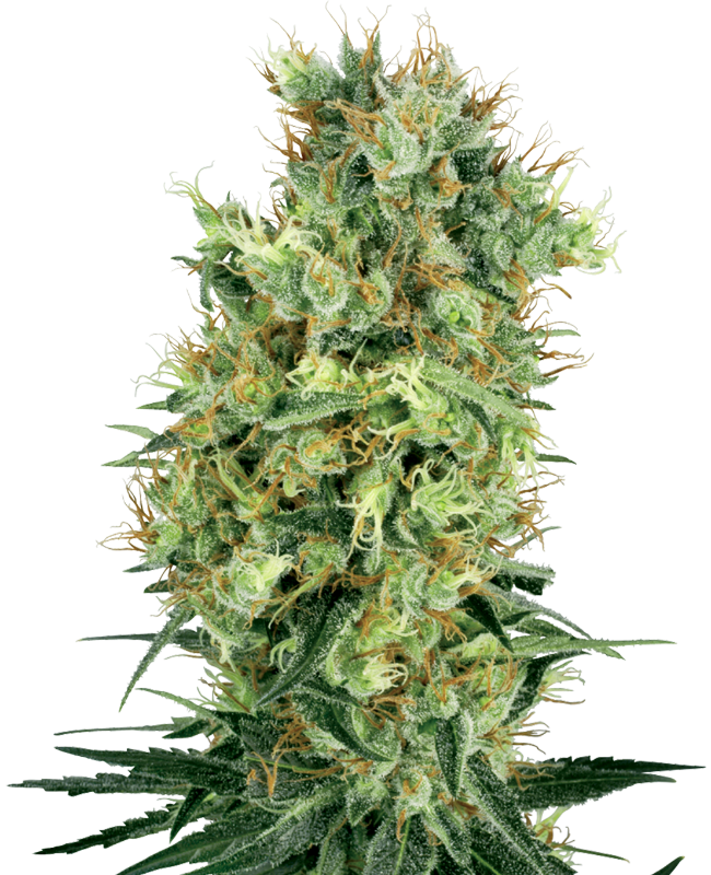 cali-orange-bud-image
