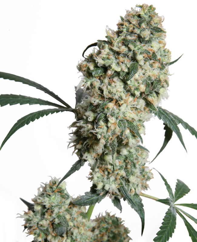 ed-rosenthal-super-bud-image