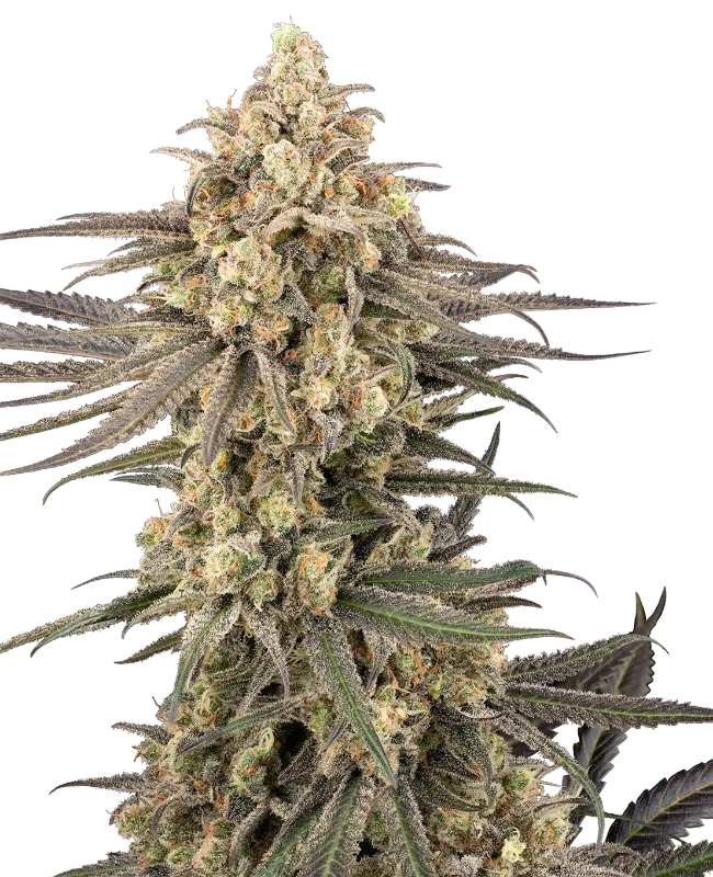 frosted-grapes-xxl-image
