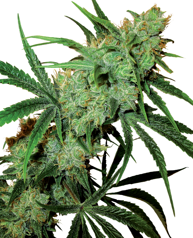 fruity-juice-image