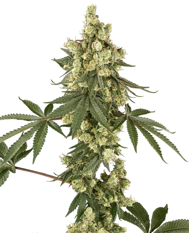 lambo-haze-image