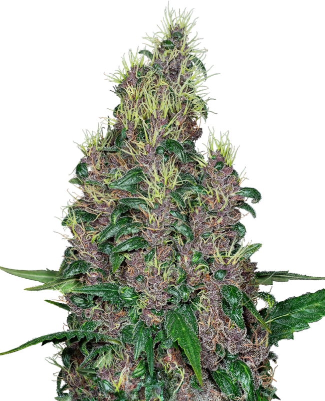 mandarine-jam-image