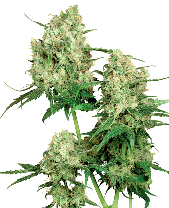 maple-leaf-indica-image