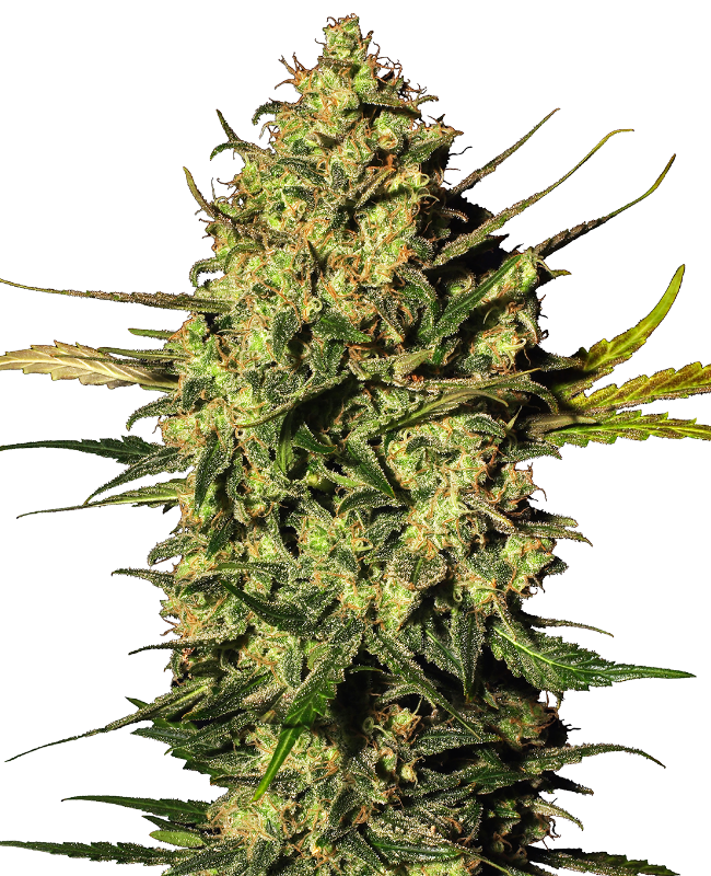 master-kush-automatic-image