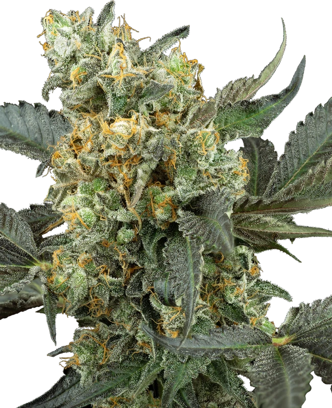 mimosa-sunrise-xxl-automatic-image