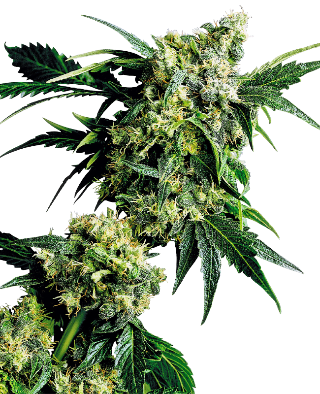 mr.-nice-g13-x-hash-plant-image