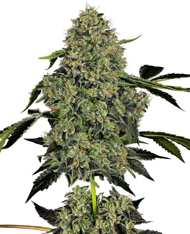 og-kush-automatic-image