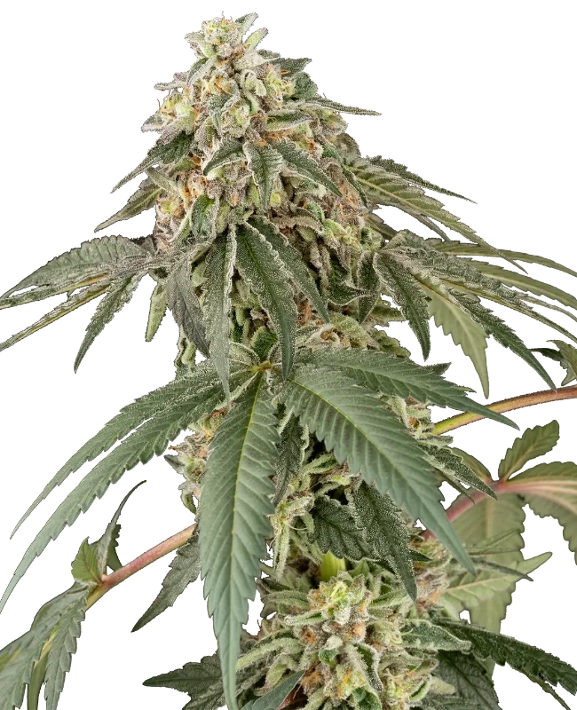 papaya-roll-image