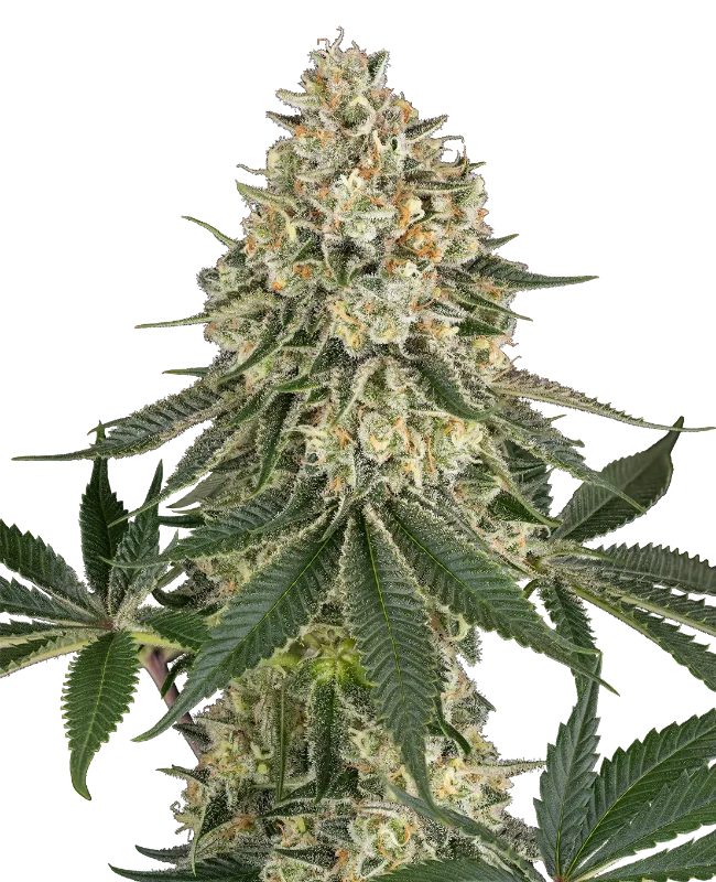 papaya-spritzer-image